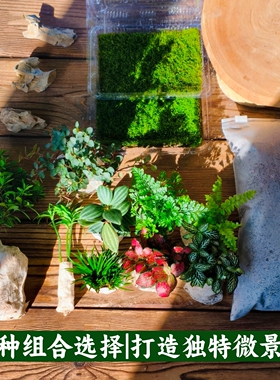 苔藓微景观小盆栽植物组合套餐 创意迷你植物手工种植diy造景材料