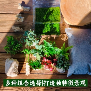 苔藓微景观小盆栽植物组合套餐 创意迷你植物手工种植diy造景材料