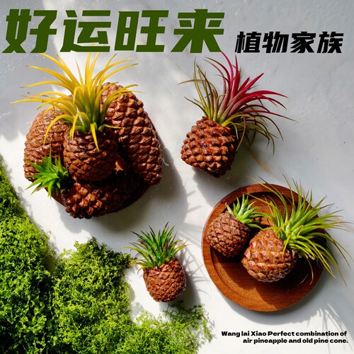 好运旺来菠萝造型空气凤梨盆栽