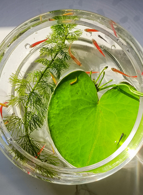 包邮水草一叶莲睡莲碗莲无土水培植物桌面盆栽绿植花卉鱼花共养