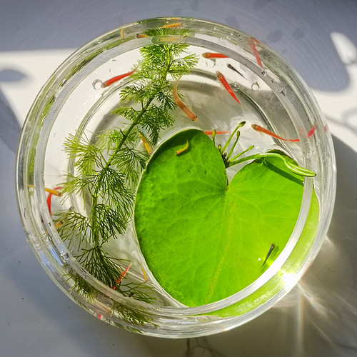 一叶莲水培植物桌面花卉