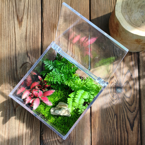 苔藓微景观套餐方盒创意迷你植物