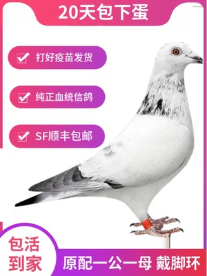 鸽子活一对原配信鸽赛鸽观赏鸽小鸽种鸽活物鸽子苗幼鸽公母包活体