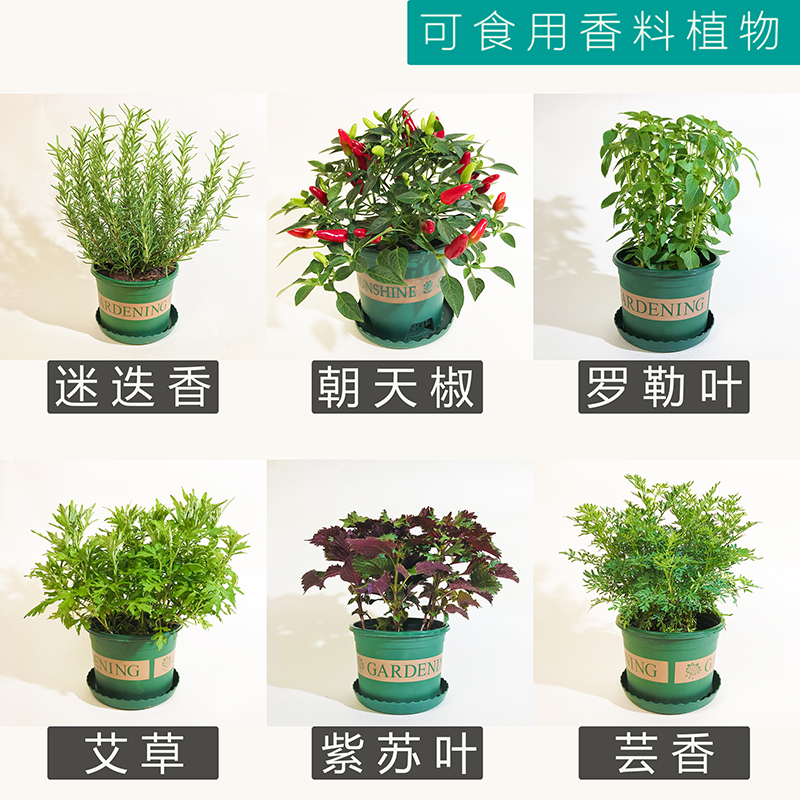 迷迭香牛排西餐调料芸香臭草薄荷留兰香薄荷香花菜紫苏可食用香料 鲜花速递/花卉仿真/绿植园艺 绿植 原图主图