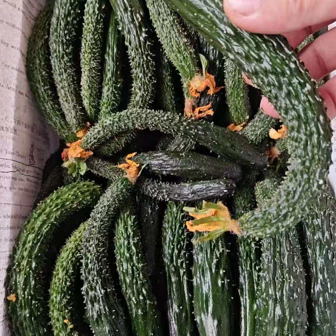 黄瓜新鲜拇指小黄瓜咸菜青瓜迷你手工蔬菜腌制酱瓜专用现摘现发