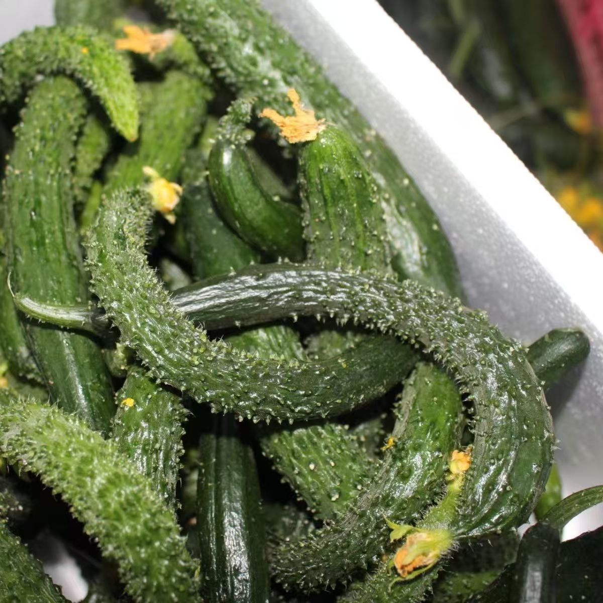 山东精品黄瓜推荐热销鲜脆小黄瓜手指腌制绿心高品质小黄瓜扭新鲜