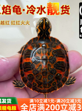 火焰龟鱼缸混养深水龟