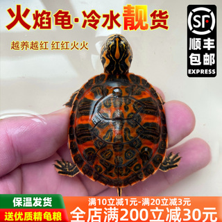 火焰龟深水龟鱼缸混养小乌龟活物稀有活体小宠物吃粪龟清洁龟冷水