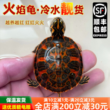 火焰龟深水龟鱼缸混养小乌龟活物稀有活体小宠物吃粪龟清洁龟冷水