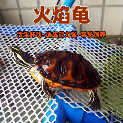 纯种火焰龟鱼缸混养深水龟清道夫吃粪龟宠物龟冷水宽纹小乌龟活物