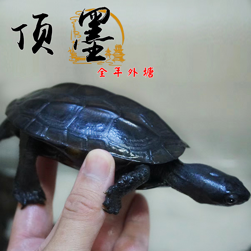 纯种黑腹中华金线碳墨观赏大乌龟