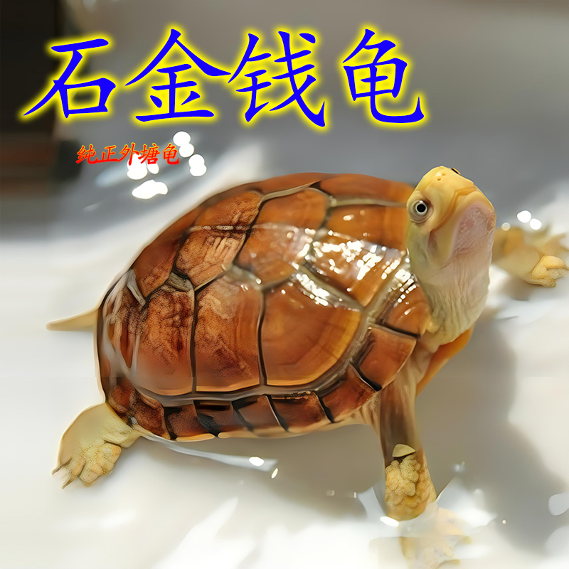 纯种越南石金钱龟苗网红小乌龟活物小青龟宠物龟观赏龟王八戒姐姐