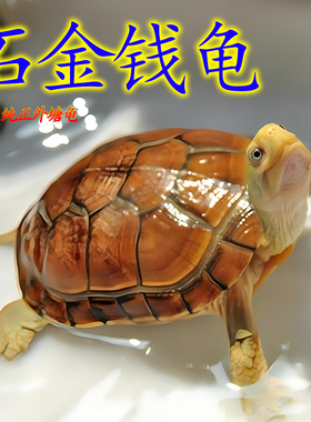 纯种越南石金钱龟苗网红小乌龟活物小青龟宠物龟观赏龟王八戒姐姐