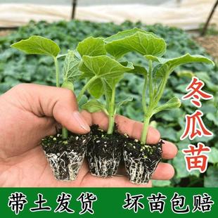 老品种黑皮大冬瓜苗冬瓜苗绿春小冬瓜苗串铃冬瓜苗苗秧带土发货