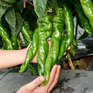 螺丝椒种子辣椒种籽尖椒籽种蔬菜苗秧苗菜籽四季特大新品种南方孑