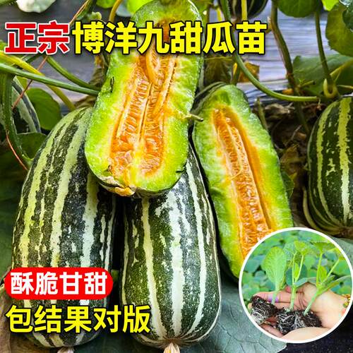 高产酥脆甘甜博洋九号甜瓜苗秧带土球羊角蜜绿宝石冰糖四季