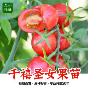 超甜红千禧圣女果苗秧苗粉樱桃小番茄苗水果小柿子苗四季 阳台盆栽