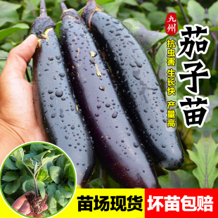紫把长茄苗紫萼茄子苗紫红茄苗四季 阳台盆栽菜园种植高产抗病茄籽