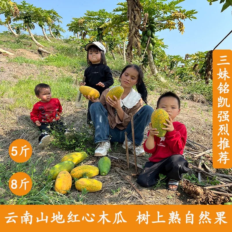 云南红河红心冰糖纯甜牛奶木瓜