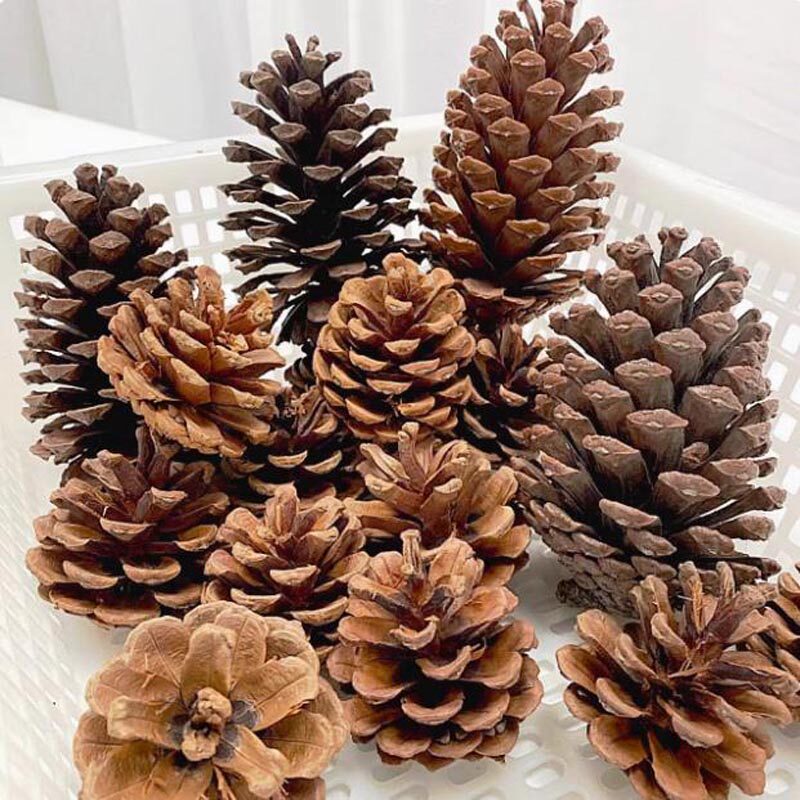 本地松果圣诞节装饰儿童手工材料包diy区域环创学生美工天然树枝