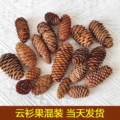 云杉松果环境布置摆件造景