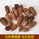 云杉松果天然松果圣诞节装 饰学校幼儿园环境布置摆件上色儿童玩具