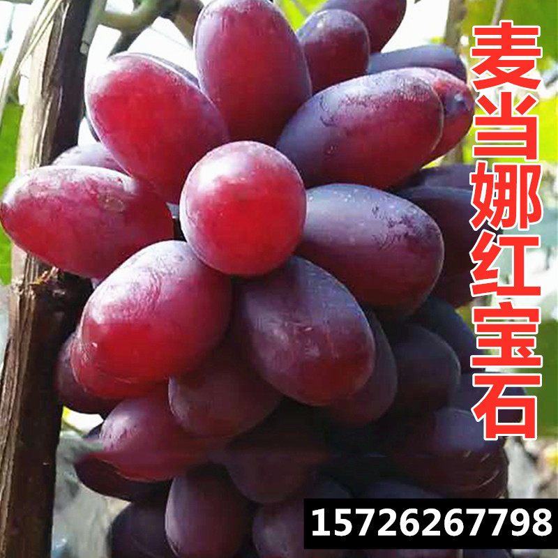 麦当娜红宝石葡萄树苗庭院爬藤果树苗盆栽南方北方种植苗四季栽种