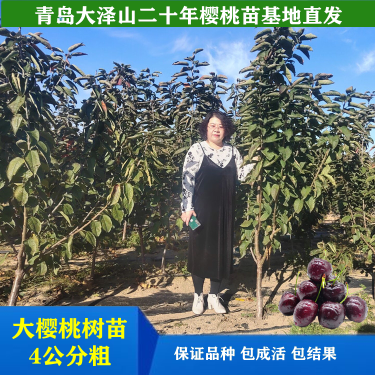 4公分大樱桃树苗盆栽地栽车厘子果树苗南北方种植山东青岛