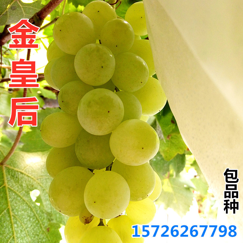 金皇后葡萄苗早熟葡萄苗新品种南北方种植盆栽地栽新品种果树阳台