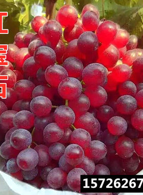 红宝石无核大泽山庭院阳台葡萄苗