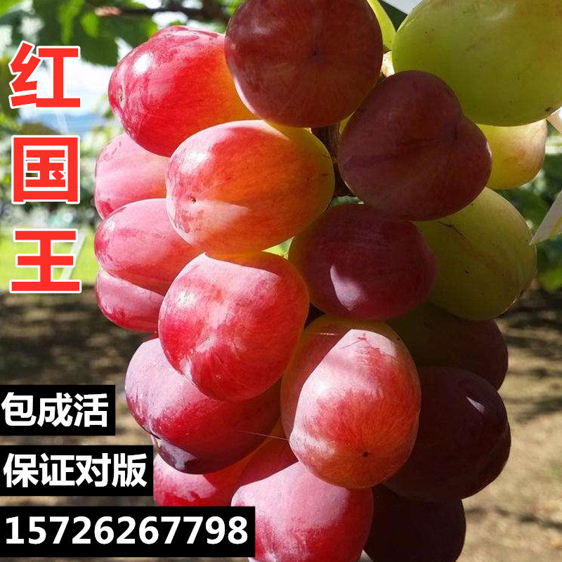 红国王葡萄苗红果王葡萄苗新品种大果粒南北方种植盆栽地栽阳台