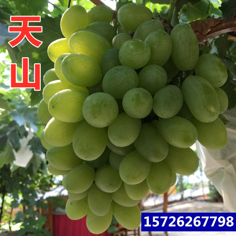 天山葡萄苗南方北方种植葡萄苗大果粒盆栽地栽葡萄苗新品种阳台
