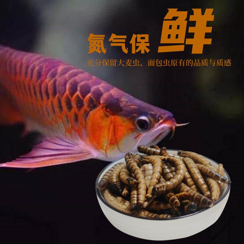 面包虫大麦虫保鲜虫龙鱼饲料银龙鱼专用黄粉虫蜈蚣鹦鹉鱼饲料鱼食