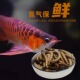 面包虫大麦虫保鲜虫龙鱼饲料银龙鱼专用黄粉虫蜈蚣鹦鹉鱼饲料鱼食