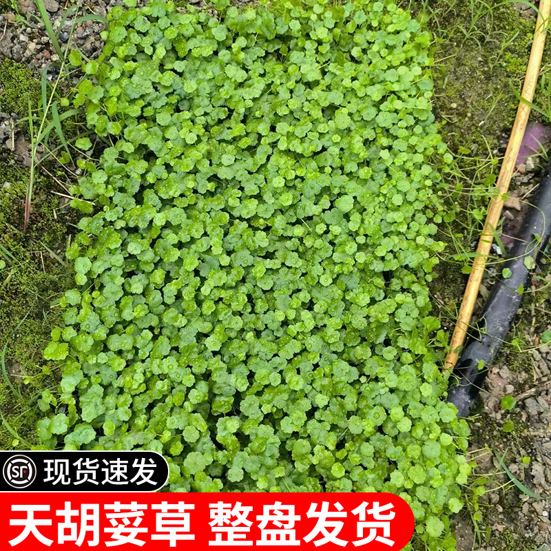 天胡荽盆栽水草鱼缸造景锦铺地锦花园庭院地被植物满天星鱼鳞草