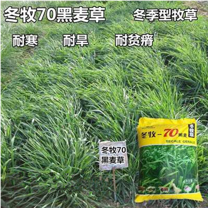 冬牧70江苏正大高产牧草种子猪马牛羊鱼草籽