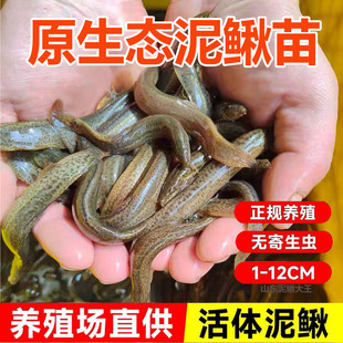泥鳅苗观赏鱼水族活体喂食饲料鱼鲜活饵台鳅筏钓养殖龙鱼活饵垂钓