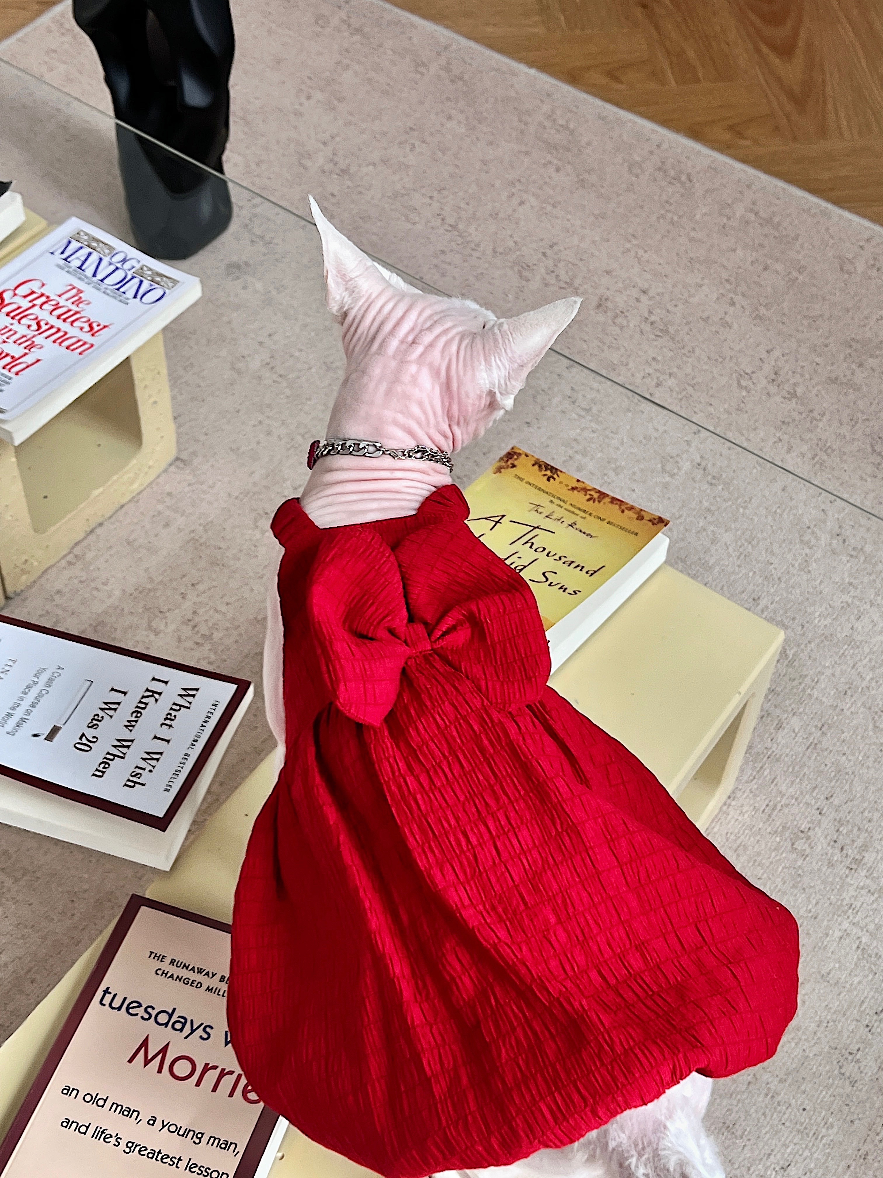 无毛猫星球德文衣服小红裙夏季