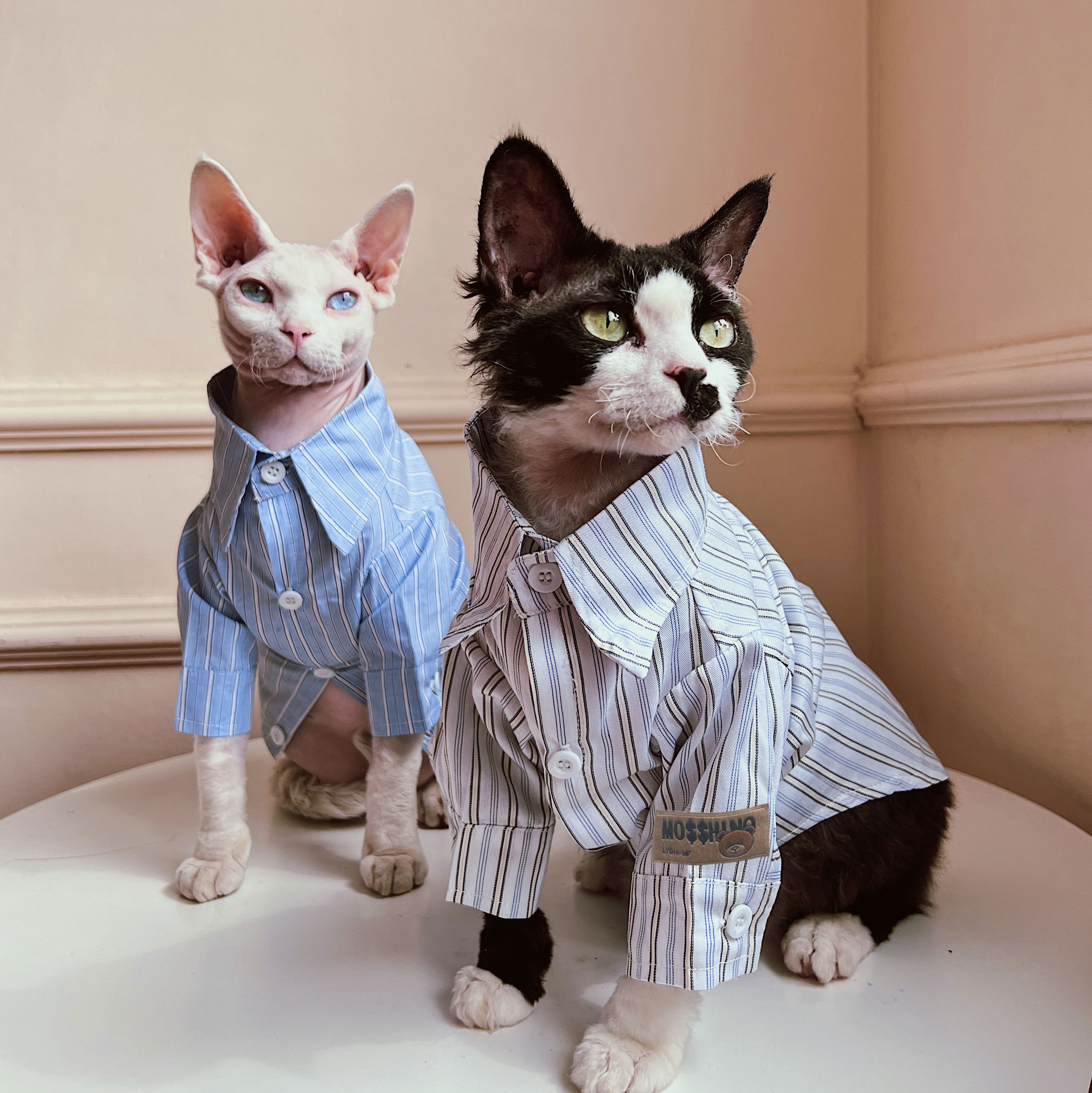 无毛猫星球德文衣服学院风衬衫