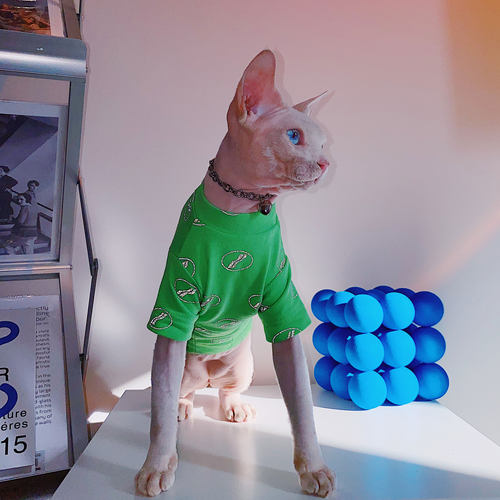 星球春季德文斯矮脚反光宠物猫