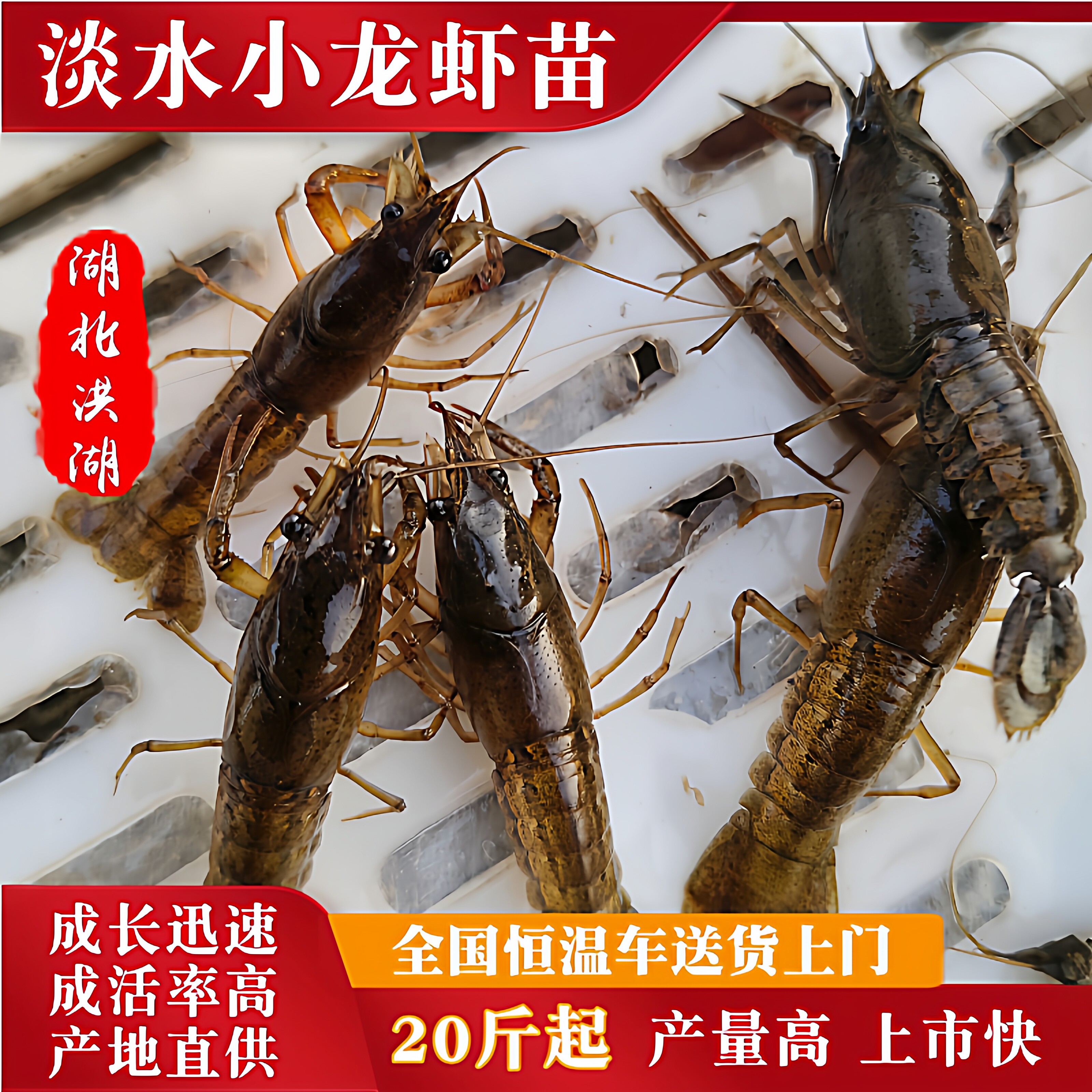 淡水小龙虾苗鲜活幼苗水产养殖培育种虾抱卵虾湖北洪湖红鳌虾种苗