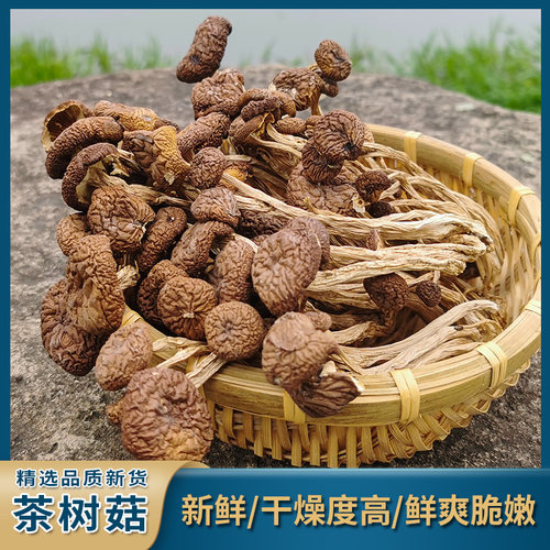 精选袋装茶树菇细杆无伞不熏硫