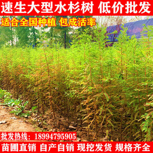 速生水杉苗四季常青水杉树苗庭院道路绿化水边护坡南北方造林苗