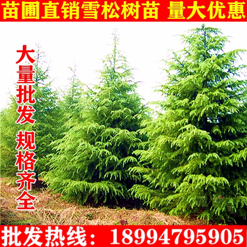 直销绿化苗木松树苗雪松苗宝塔松雪松树苗圣诞松树小苗树苗