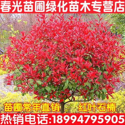 绿化苗木红叶石楠球特价