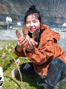 四川省食用羊肚菌400克