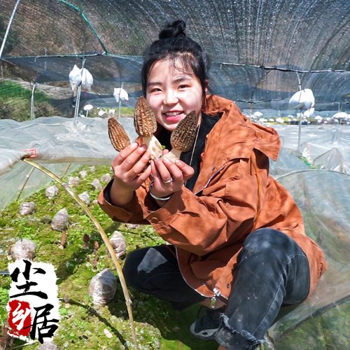 四川省食用羊肚菌400克
