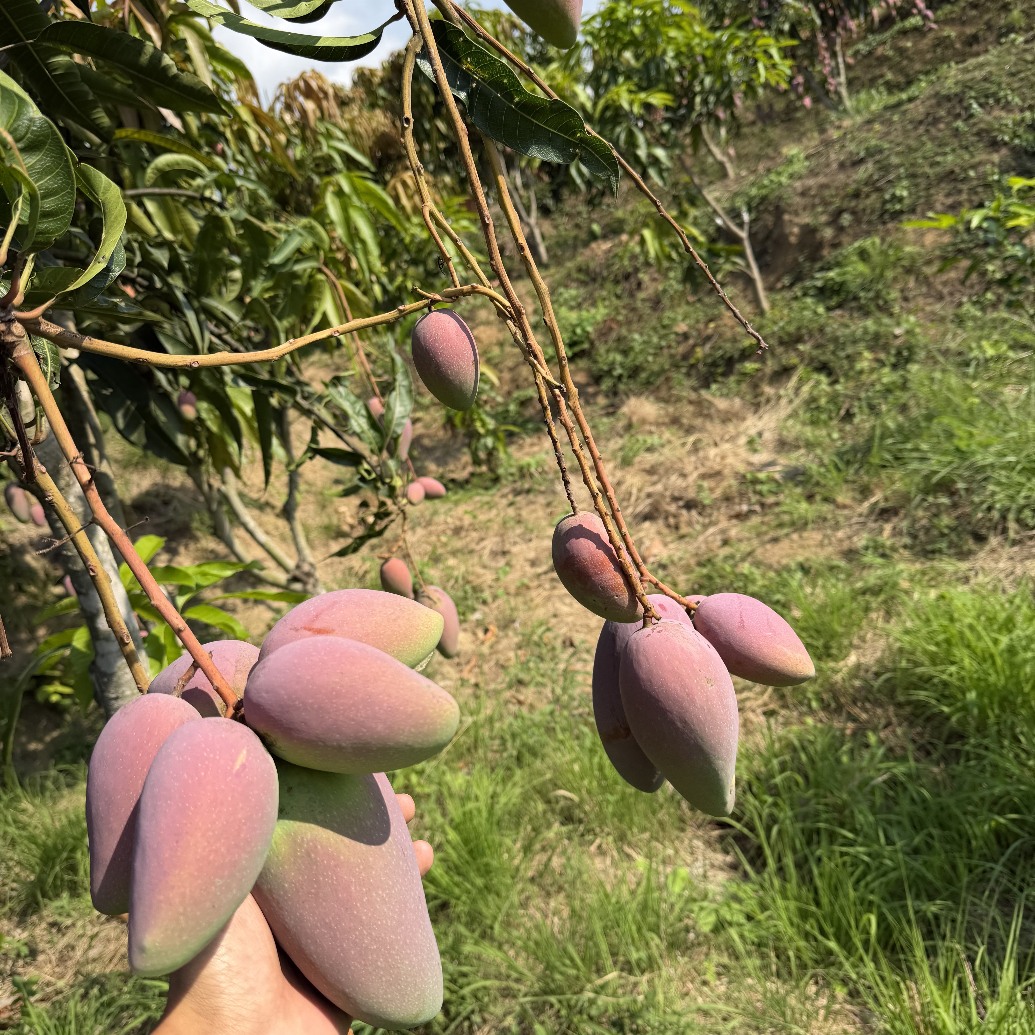云南保山贵妃芒现摘1.5kg装