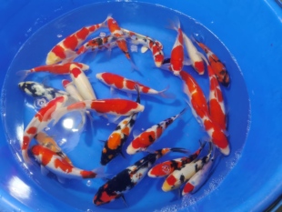 红白锦鲤鱼苗纯种日本观赏鱼大型三色锦鲤活鱼淡水冷水鱼