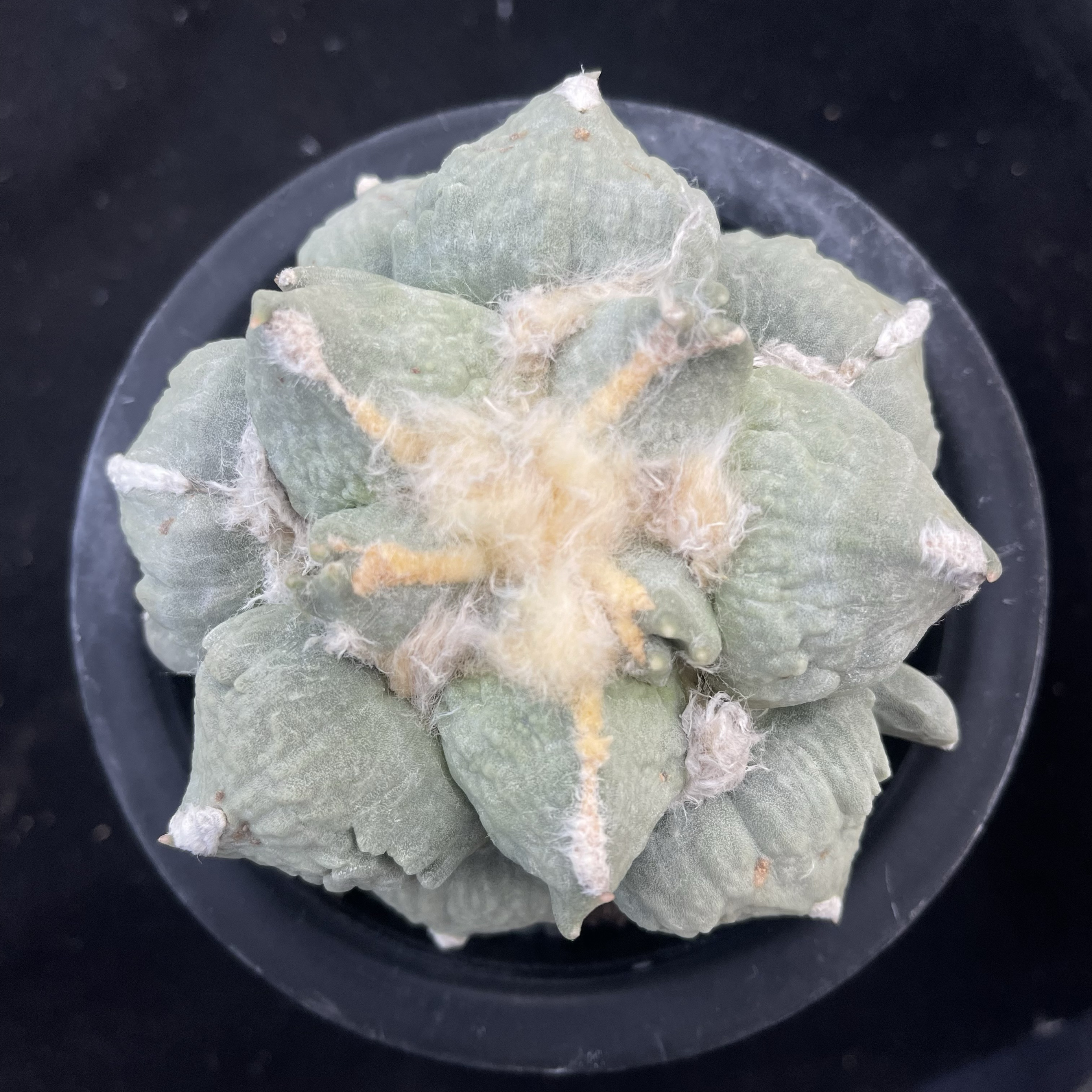 青瓷怒涛牡丹 疣变自根仙人球 多肉植物 一物一拍